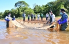Siembran 5.000 peces de la especie Salmón del Paraná en embalse de ITAIPU